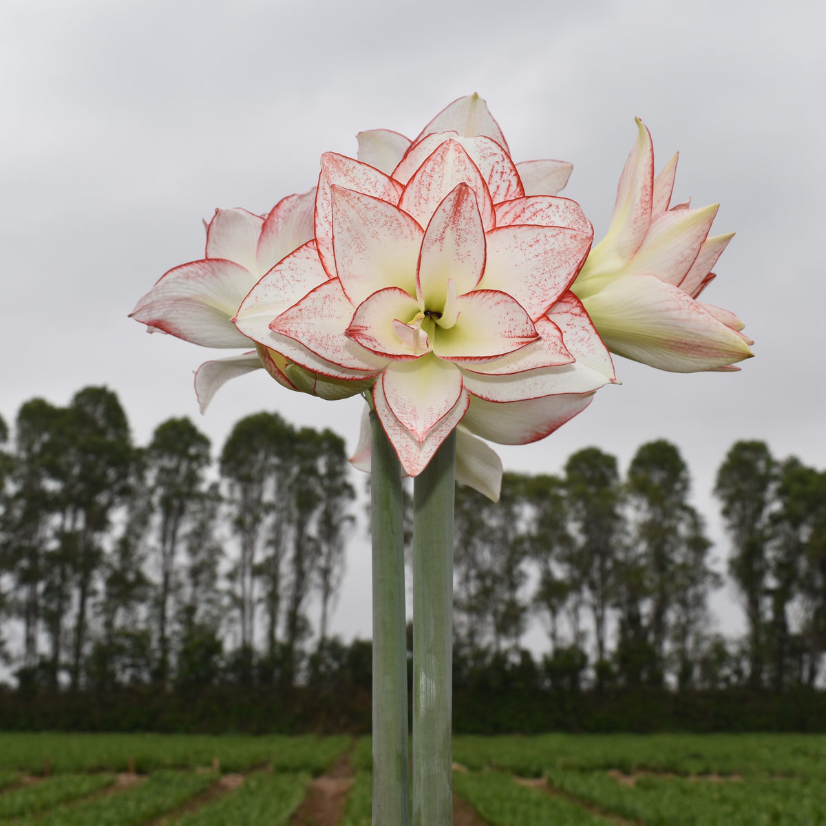 Tika Star – Amaryllis & Caladium Bulb Company