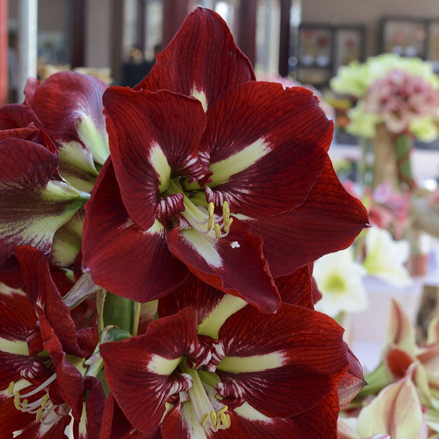 Amaryllis And Caladium Bulb Company