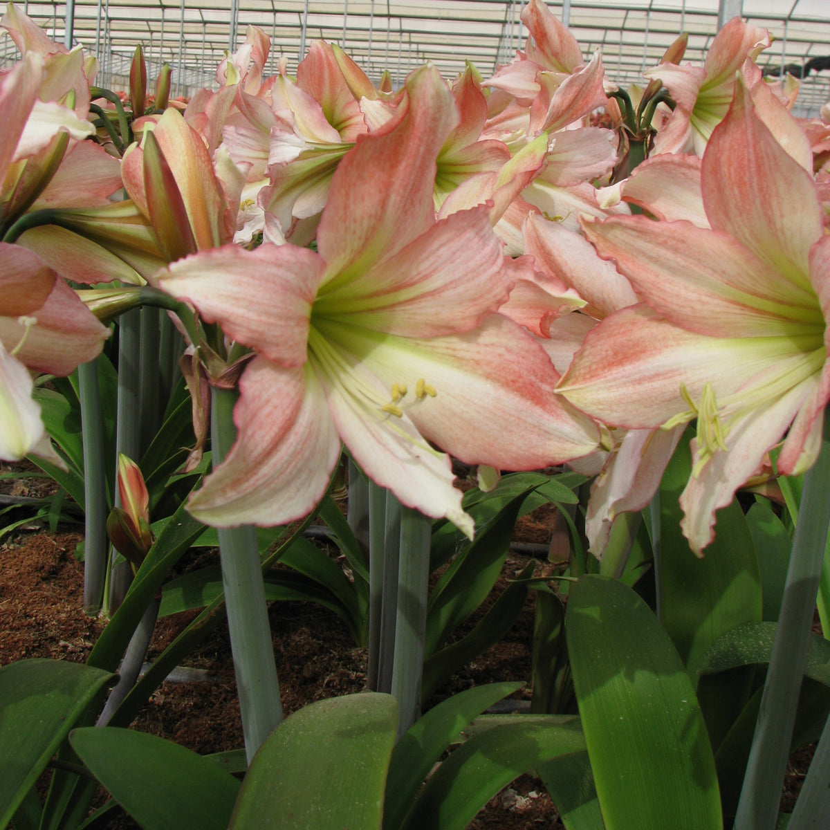 Tinkerbell – Amaryllis & Caladium Bulb Company