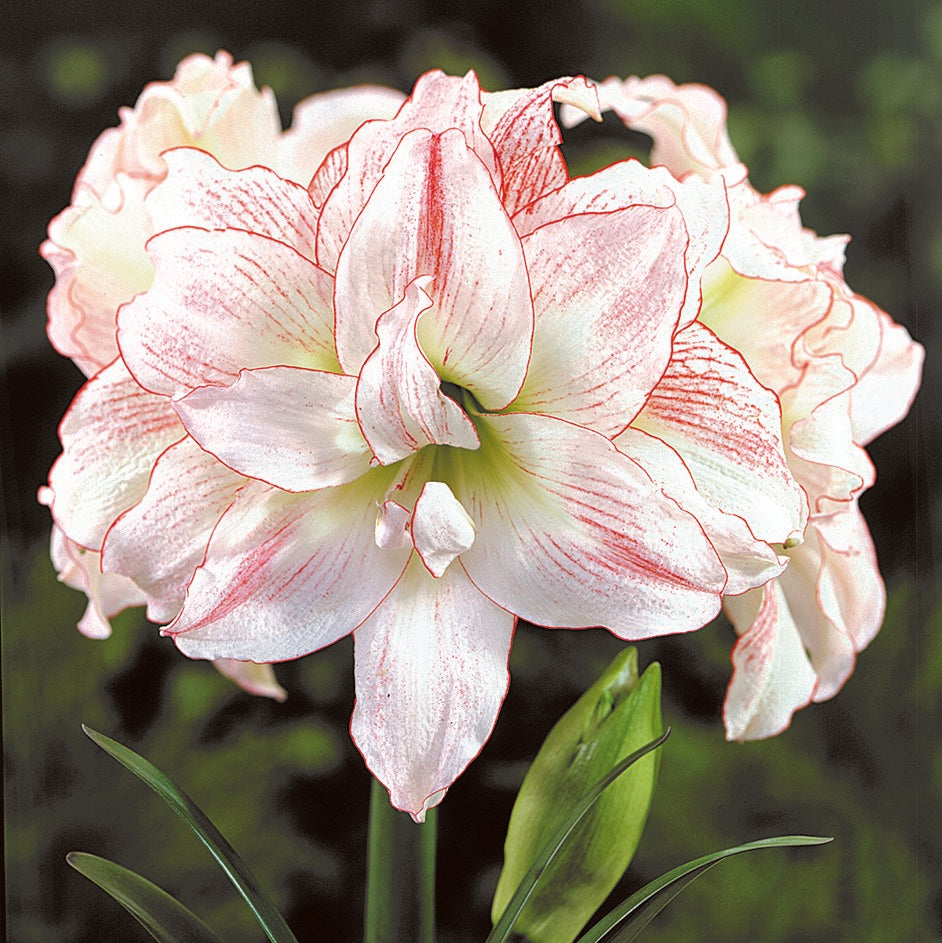 Amaryllis And Caladium Bulb Company