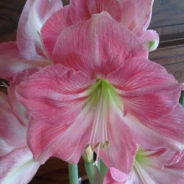 Southern Hemisphere Amaryllis &ndash; Amaryllis & Caladium Bulb Company