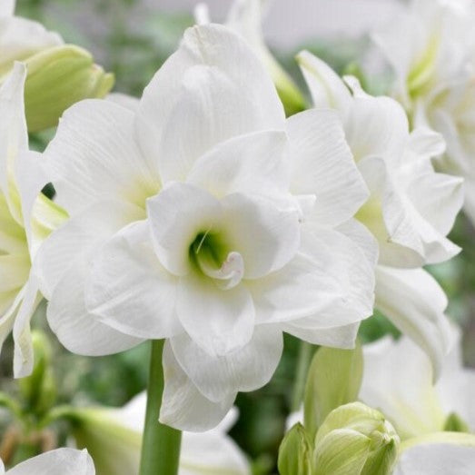 white amaryllis plant Alasca White Amaryllis – Amaryllis & Caladium Bulb Company