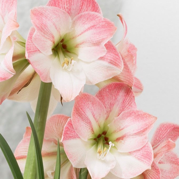 Appleblossom