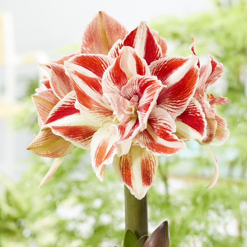 white amaryllis lily Bright Nymph