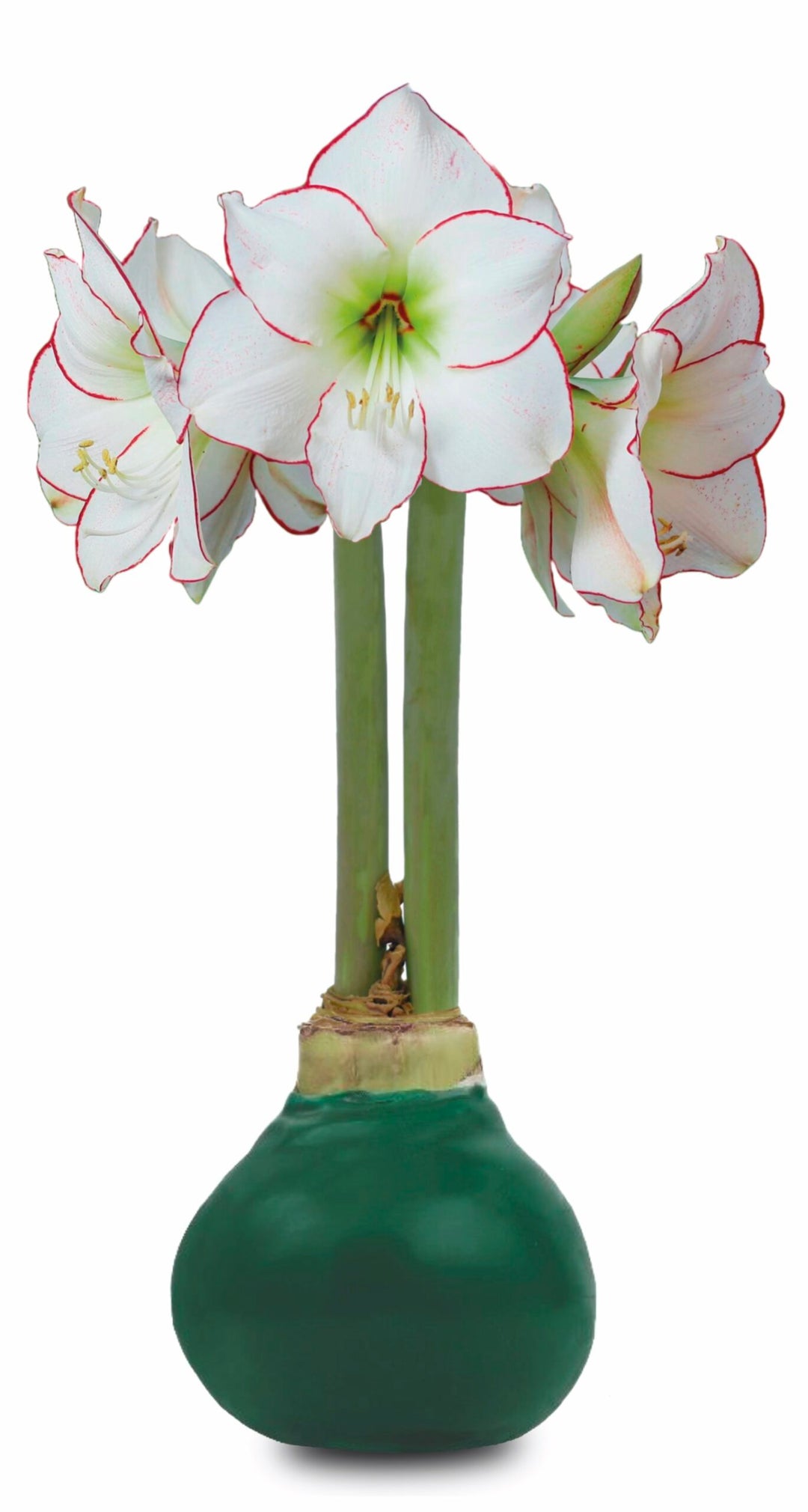 Green Waxed Amaryllis – Amaryllis & Caladium Bulb Company