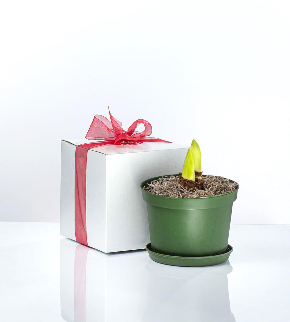 Gift-Boxed Potted Amaryllis – Amaryllis & Caladium Bulb Company