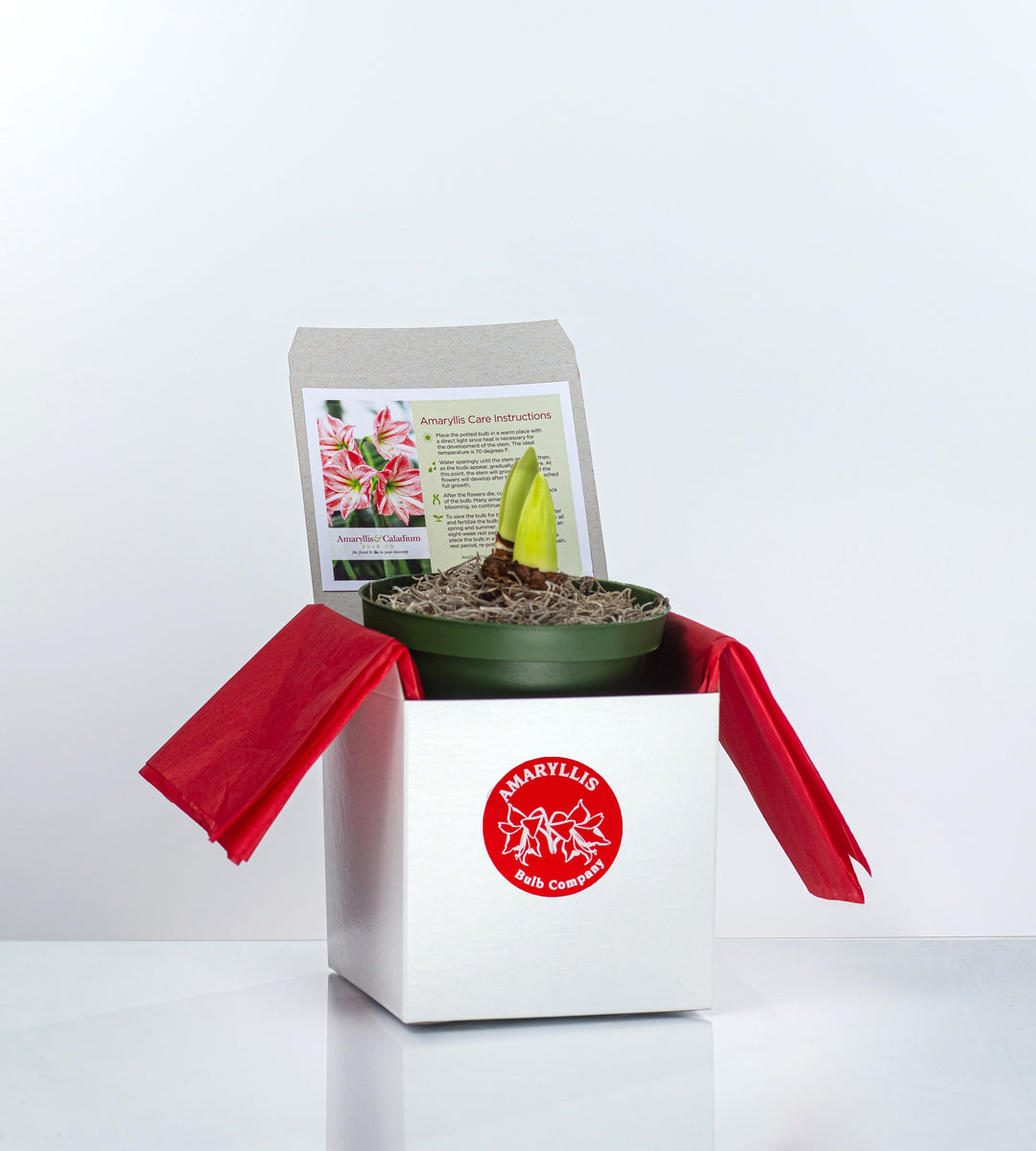 Gift-Boxed Potted Amaryllis  Amaryllis & Caladium Bulb Company