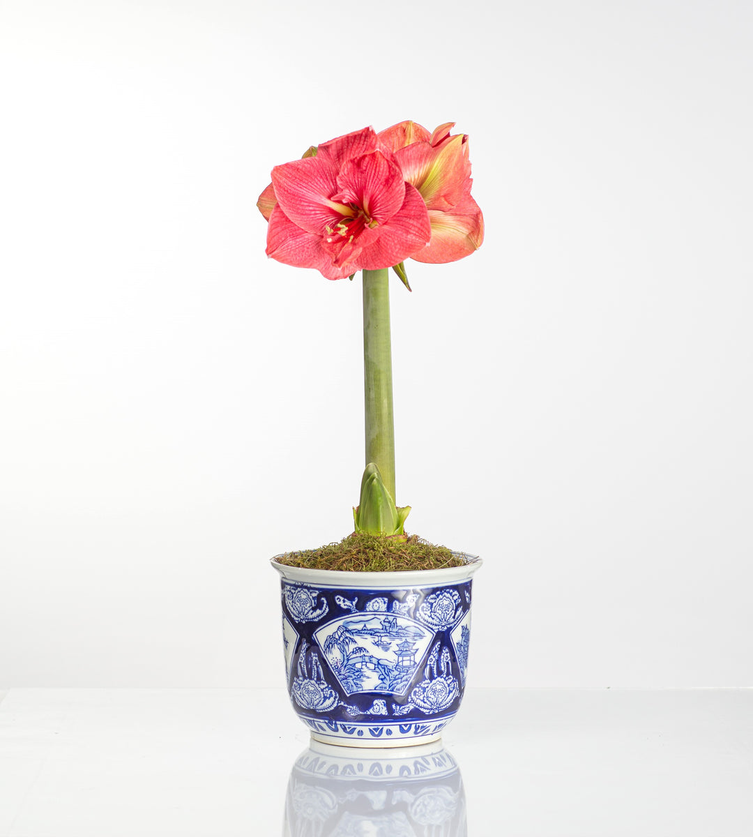 邦楽 amaryllis Gumdrop Waxed Amaryllis | Tulip World | 42148