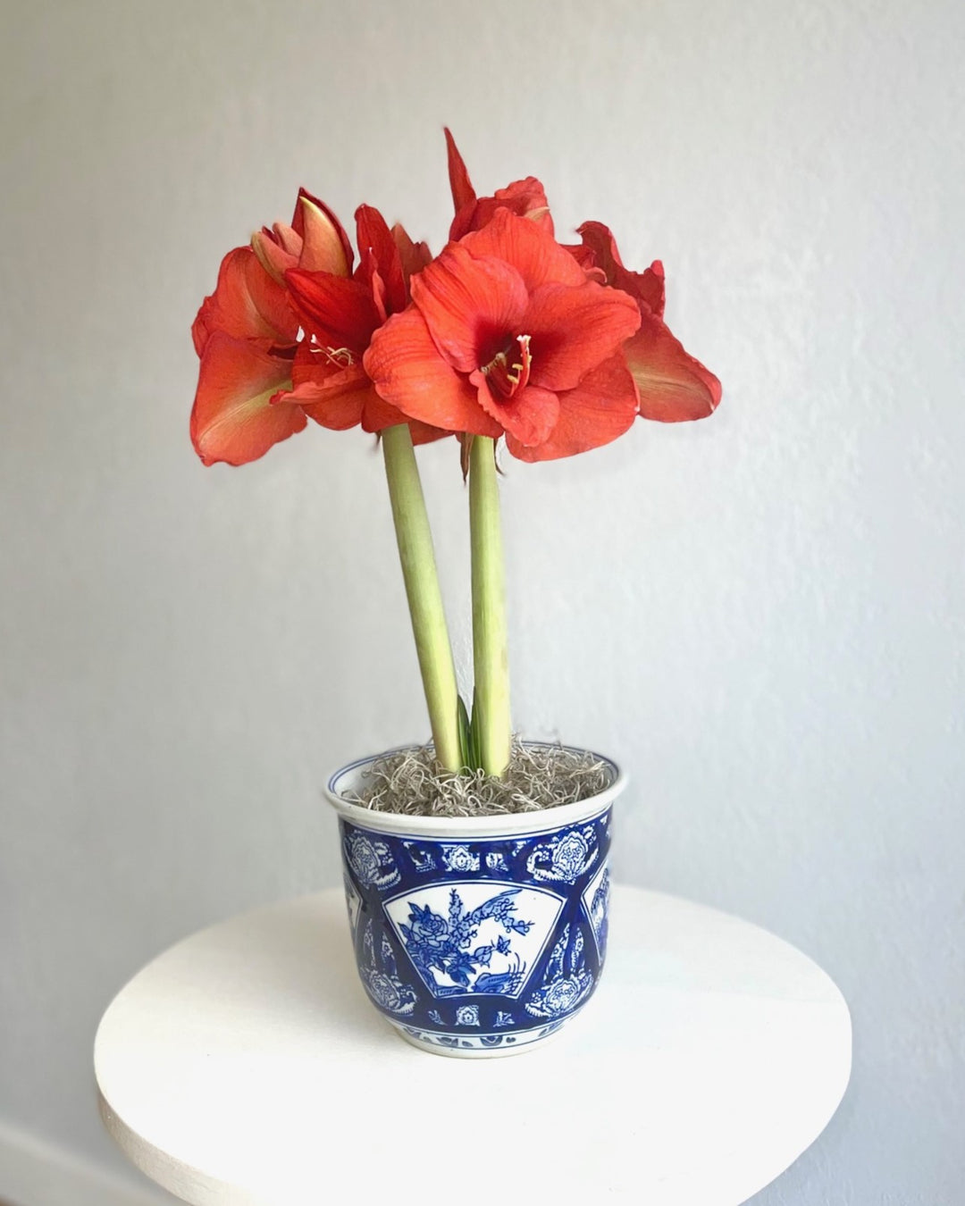 Japanese Garden – Amaryllis & Caladium Bulb Company