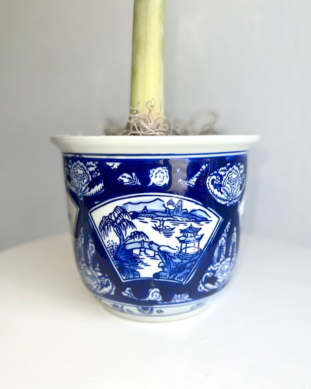 邦楽 amaryllis JapaneseGarden_1024x1024.jpg?v