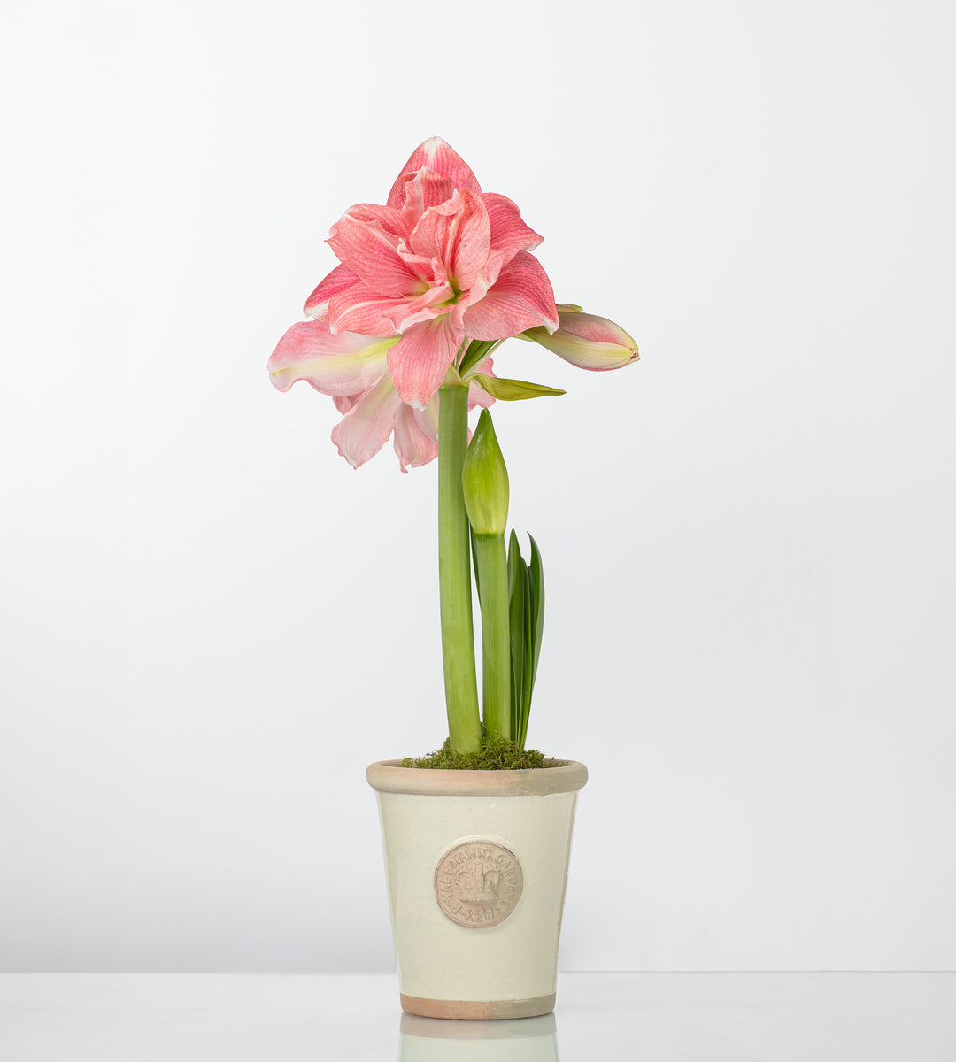 long tom plant pots Cotswold-Kew Long Tom Pot Ivory