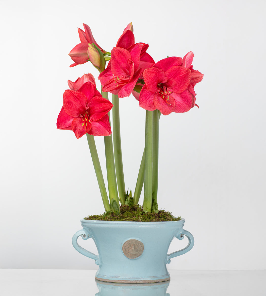 duck egg plant pot Norwich-Kew Two-Handled Pot Duck Egg Blue