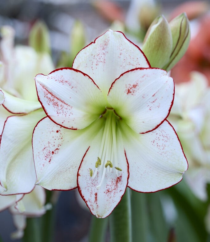 Amaryllis Picasso – Amaryllis & Caladium Bulb Company