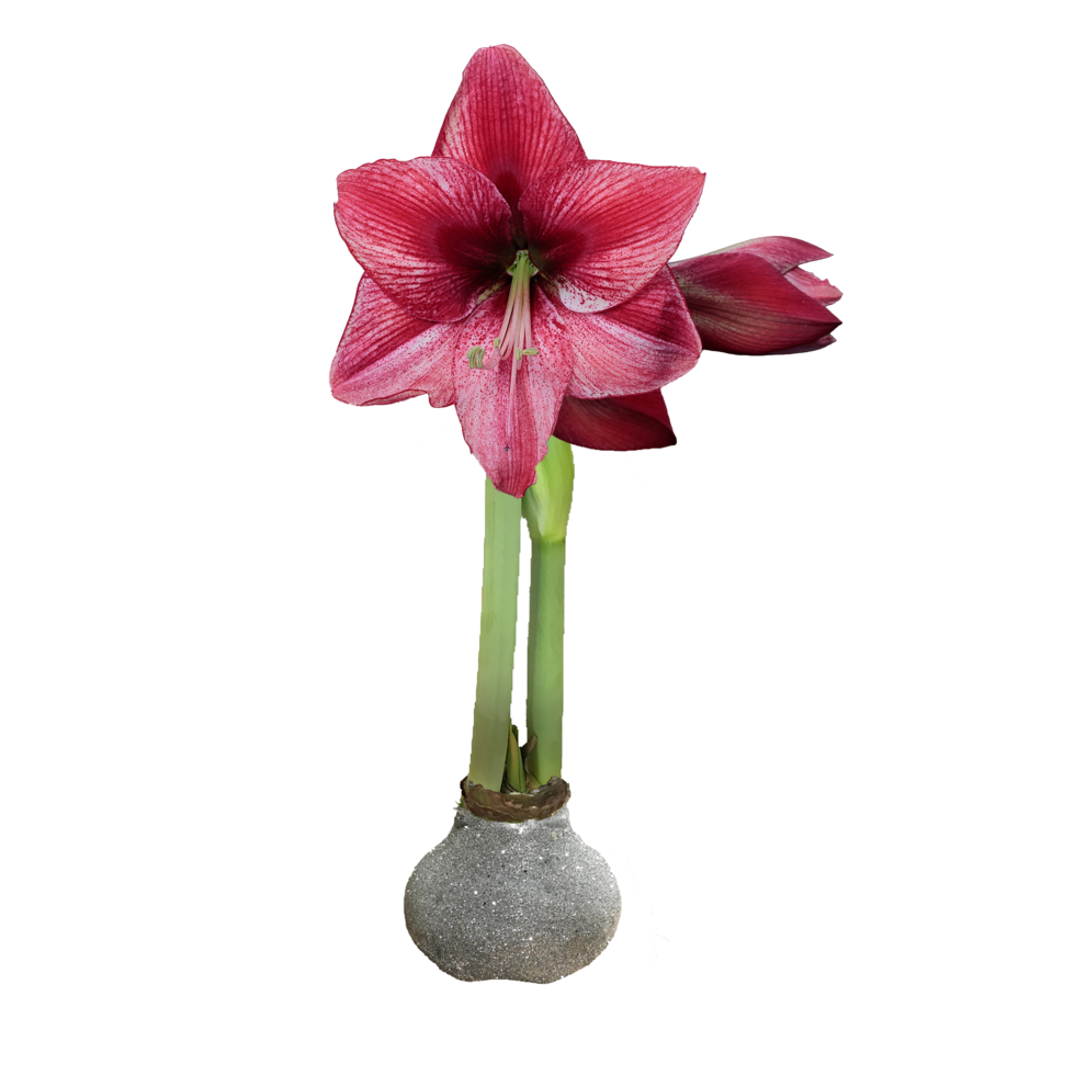 Amaryllisページ Amaryllis in Silver Glitter – Amaryllis & Caladium Bulb Company