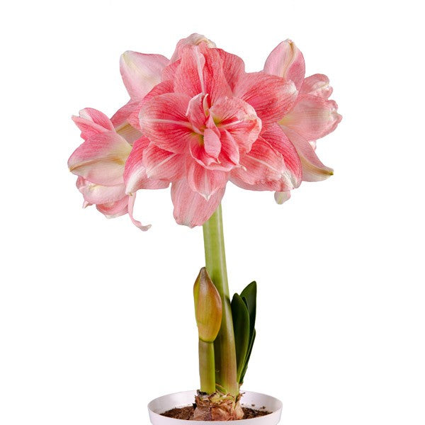 スリビア  ろぜった Double Amaryllis Rozetta – Amaryllis & Caladium Bulb Company