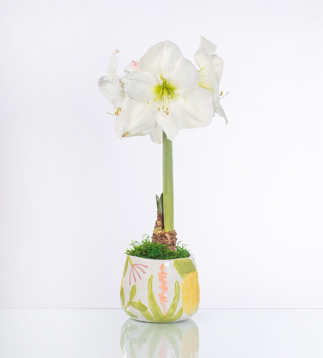 Amaryllis Bulbs, Amaryllis Flower Bulbs - Amaryllis Bulb Company  Amaryllis  & Caladium Bulb Company