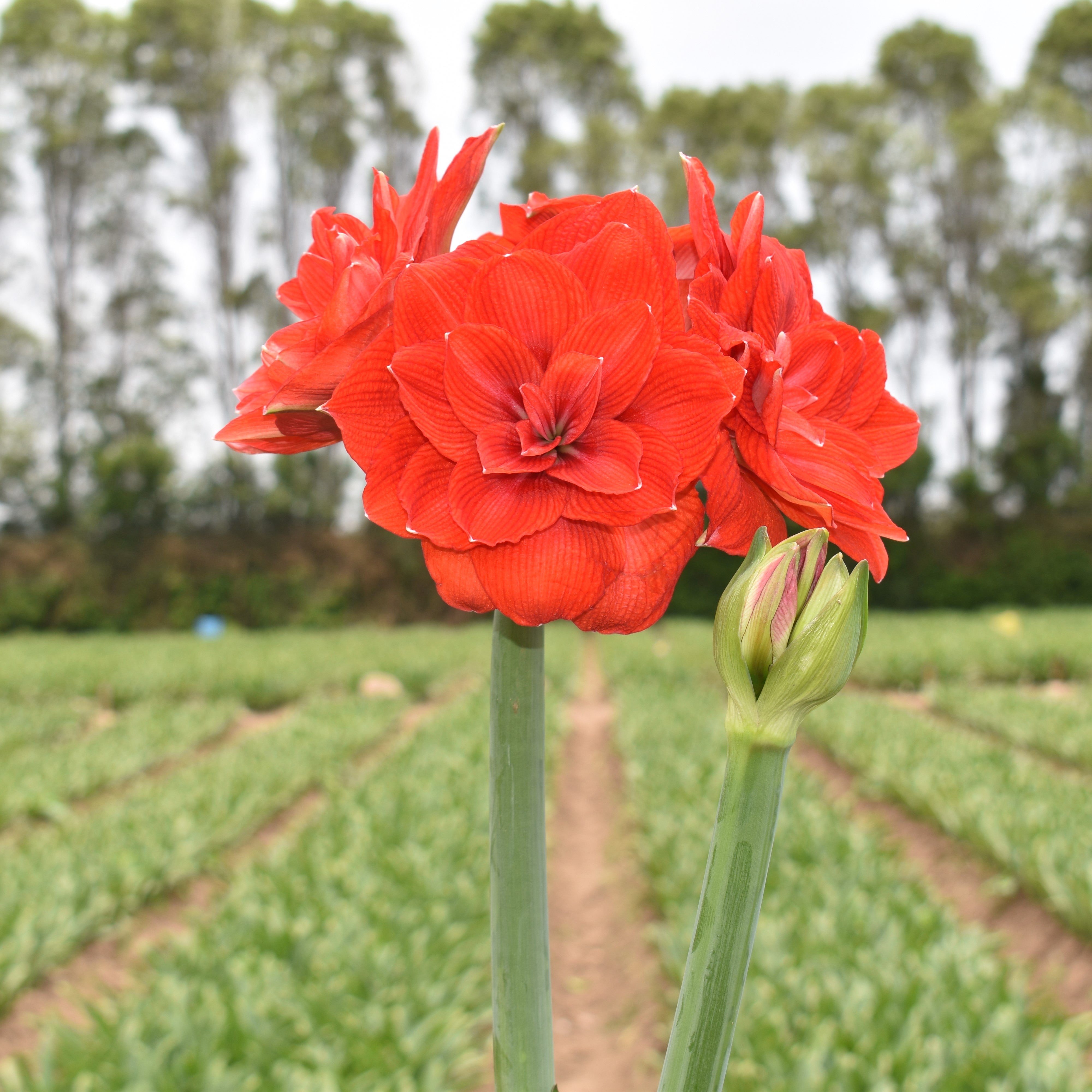 Double Amaryllis – Amaryllis & Caladium Bulb Company