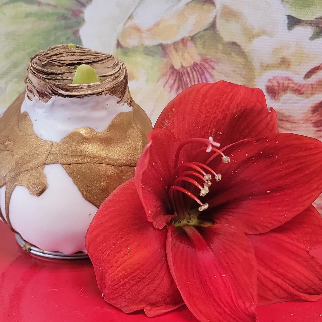 邦楽 amaryllis Amaryllis_Lady_Jane-7_grande.