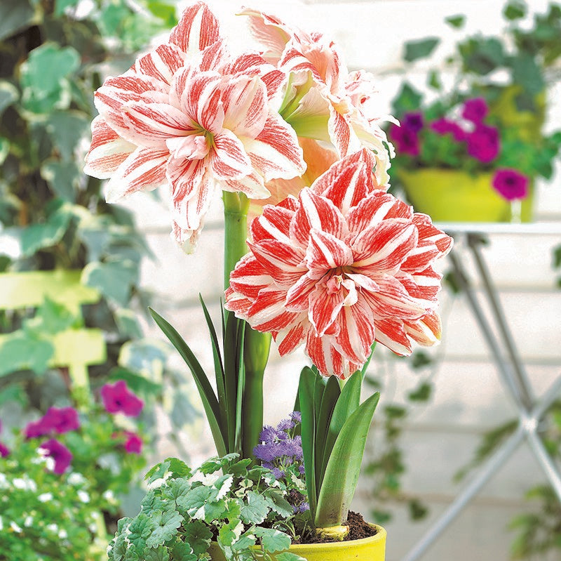 Amaryllis And Caladium Bulb Companynull