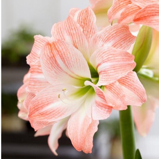 Giant Amadeus Amaryllis & Caladium Bulb Company