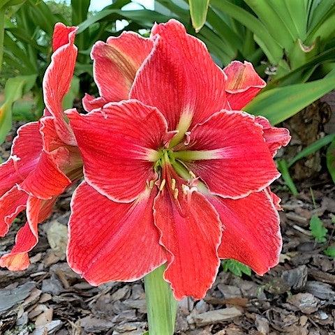 Magic Touch Jumbo Bulb – Amaryllis & Caladium Bulb Company