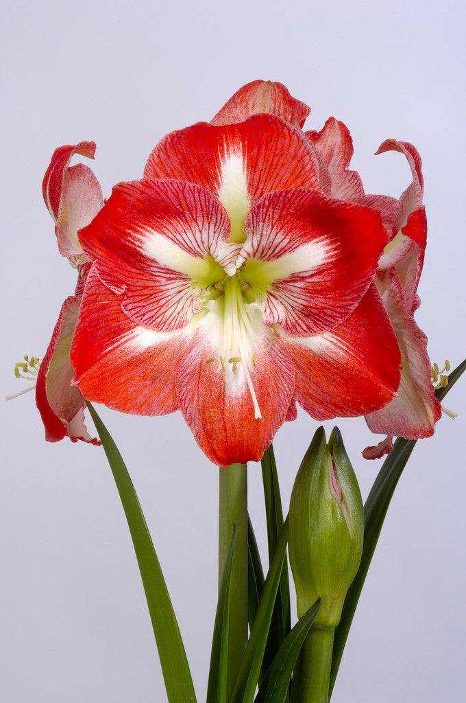 Amaryllis Minerva – Amaryllis & Caladium Bulb Company