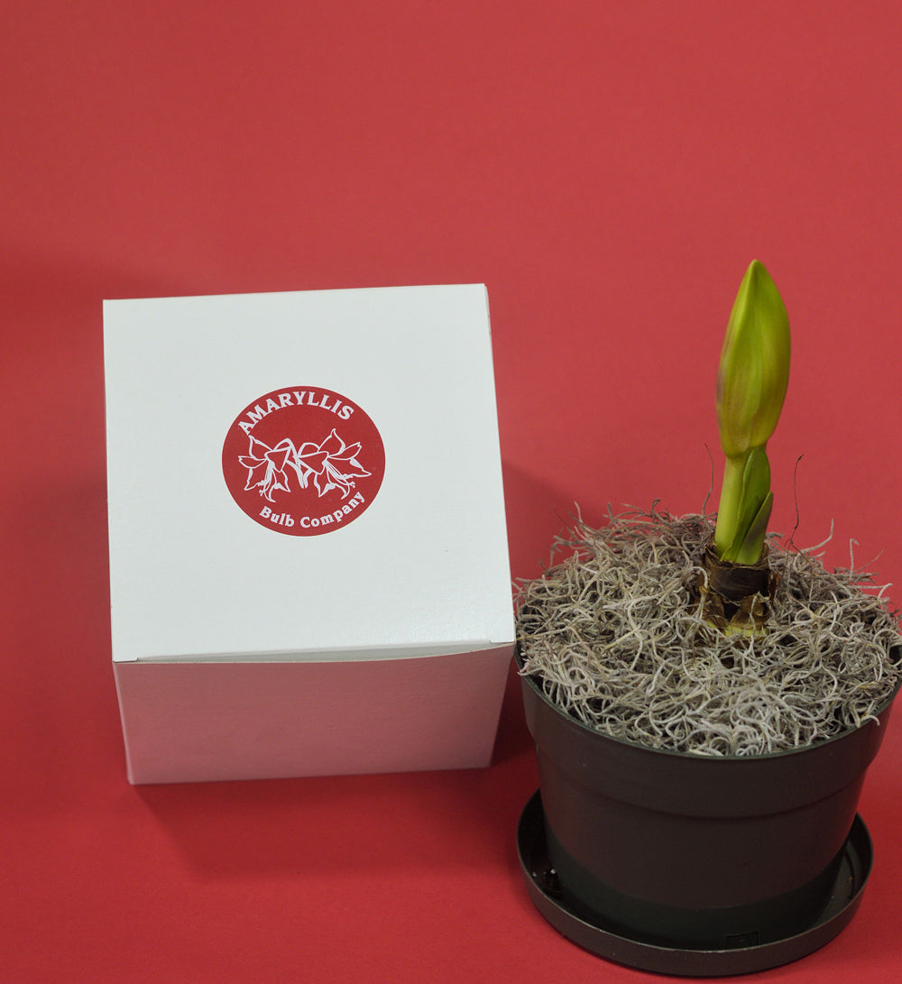 Gift-Boxed Potted Amaryllis  Amaryllis & Caladium Bulb Company