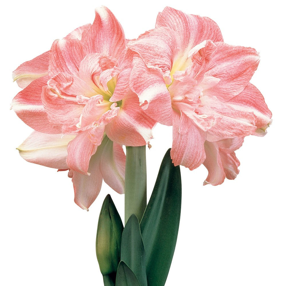Double Amaryllis Rozetta – Amaryllis & Caladium Bulb Company