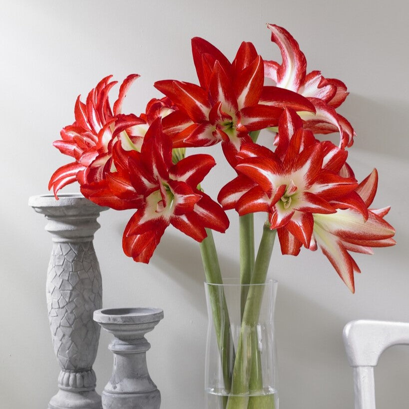 Amaryllis And Caladium Bulb Company